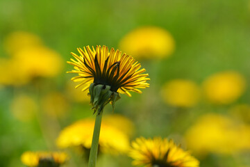Piękny wiosenny żółty kwiat mlecz w promieniach słońca. - obrazy, fototapety, plakaty