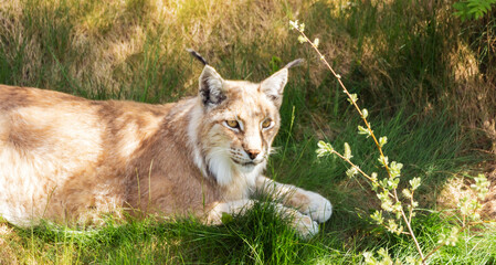 Animal wildlife portrait of a eurasian lynx lynx outdoors in the wilderness. Big cats and endangered species concept.