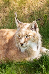 Animal wildlife portrait of a eurasian lynx lynx outdoors in the wilderness. Big cats and endangered species concept.