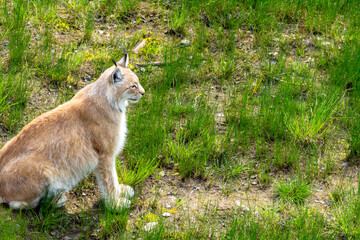 Animal wildlife portrait of a eurasian lynx lynx outdoors in the wilderness. Big cats and endangered species concept.