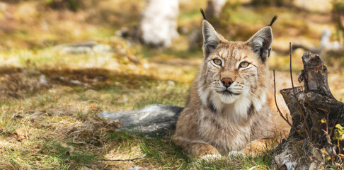 Eurasian lynx lynx portrait outdoors in the wilderness. Endangered species and animal photography concept.
