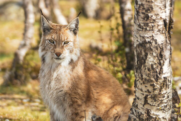 Obraz premium Eurasian lynx lynx portrait outdoors in the wilderness. Endangered species and animal photography concept.