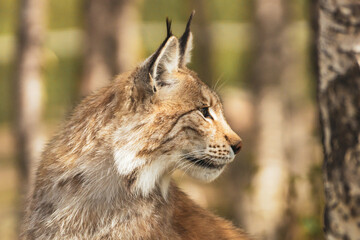 Portrait de lynx eurasien lynx à l& 39 extérieur dans le désert. Concept d& 39 espèces en voie de disparition et de photographie d& 39 animaux.