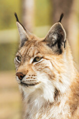 Fototapeta premium Eurasian lynx lynx portrait outdoors in the wilderness. Endangered species and animal photography concept.