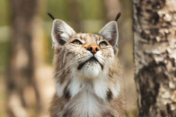 Eurasian lynx lynx portrait outdoors in the wilderness. Endangered species and animal photography concept.