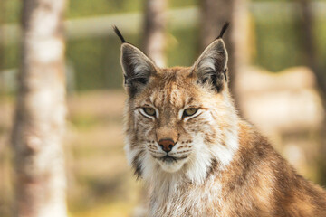 Eurasian lynx lynx portrait outdoors in the wilderness. Endangered species and animal photography concept.