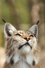 Eurasian lynx lynx portrait outdoors in the wilderness. Endangered species and animal photography concept.