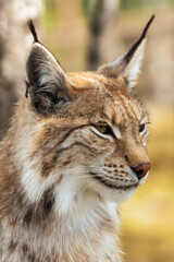 Eurasian lynx lynx portrait outdoors in the wilderness. Endangered species and animal photography concept.