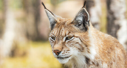 Eurasian lynx lynx portrait outdoors in the wilderness. Endangered species and animal photography concept.