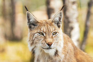 Eurasian lynx lynx portrait outdoors in the wilderness. Endangered species and animal photography concept. - obrazy, fototapety, plakaty