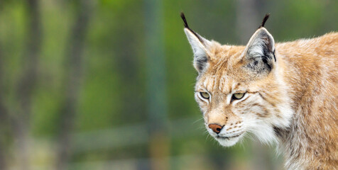 Euraziatische lynx lynx portret buiten in de wildernis. Bedreigde soorten en dierenfotografie concept.