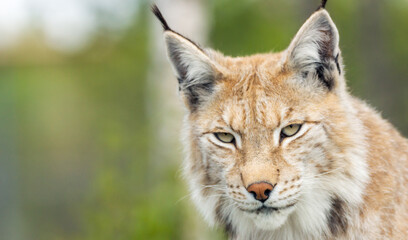 Eurasian lynx lynx portrait outdoors in the wilderness. Endangered species and animal photography concept.