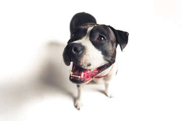 Faithful and likable black-and-white pure breed dog looking aside with opened muzzle over white background. High quality photo