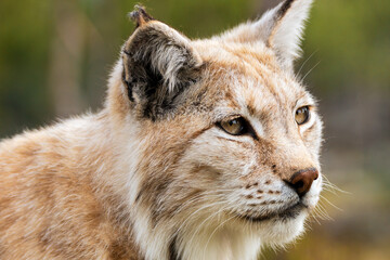 Naklejka na ściany i meble Eurasian lynx lynx portrait outdoors in the wilderness. Endangered species and animal photography concept.