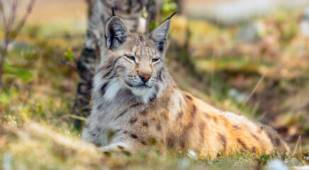 Naklejka na ściany i meble Eurasian lynx lynx portrait outdoors in the wilderness. Endangered species and animal photography concept.