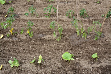Le jardin - Le plaisir de jardiner