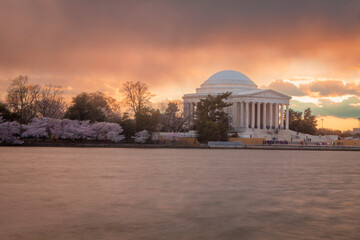 Obraz premium Jefferson Memorial in Washington DC during the blooming of the Japanese Cherry Blossoms