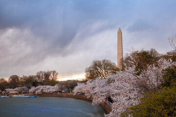 The Washington Monument at springtime with the Japanese Cherry Blossoms blooming.