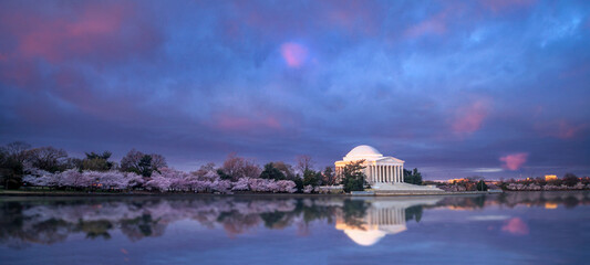 Panorama of the Jefferson Memorial at twilight with the blooming of the cherry blossoms in early...