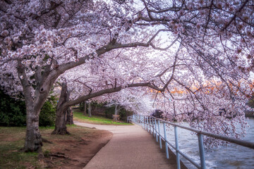 Japanese Cherry Blossoms along the Tidal Basin in Washington DC
