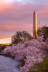 The Washington Monument in the springtime with the Japanese Cherry Blossoms blooming