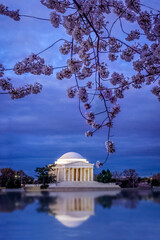 The Jefferson Memorial at twilight in the springtime with cherry blossoms blooming