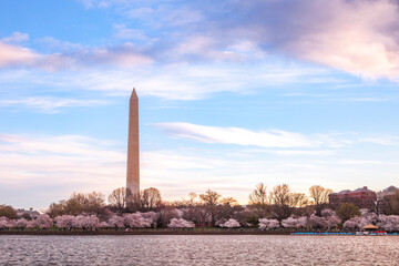The Washington Monument at springtime with the Japanese Cherry Blossoms blooming.