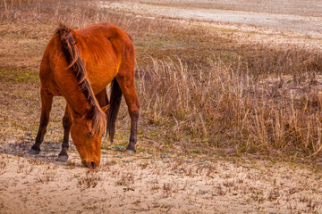 Wild horse of Corolla in the Outer Banks of North Carolina