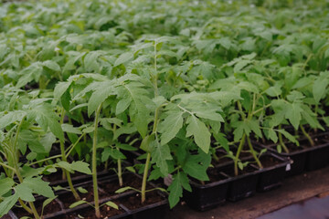 Tomato seedings is growing in plastic pots. Green plants growing in a greenhouse