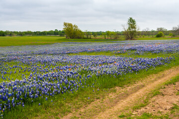 Beautiful meadow with blooming blue bonnets interspersed with Indian paintbrushes in Texan...
