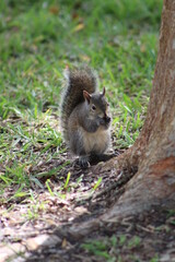 Brown Fluffy Squirrel Eating Nut  