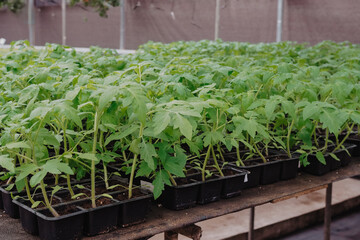 Tomato seedings is growing in plastic pots. Green plants growing in a greenhouse