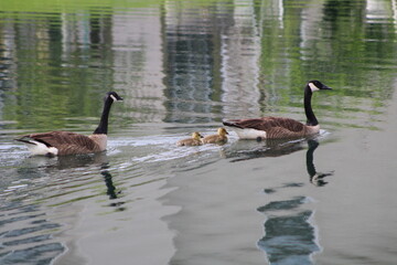 Adult Geese Swimming With Their Baby Geese