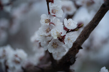 apricot apricot blossom in spring flowers apricot branches