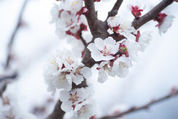 apricot blossom in spring flowers apricot branches