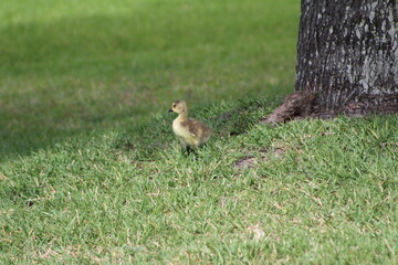 Cute and Fluffy Baby Geese 