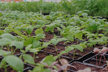Basil seedings is growing in plastic pots. Green plants growing in a greenhouse