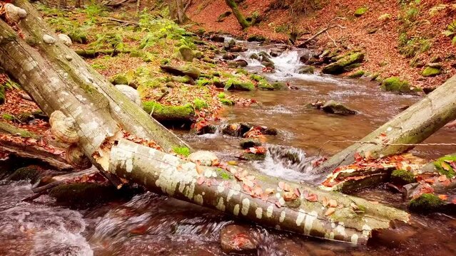 4K footage of wonderful mountain stream in the Shypit Karpat National Park. Bright autumn colors of leaves falling from trees. Preparing the Forest for the winter period. Carpathian mountains Ukraine
