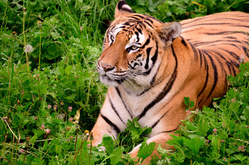 Tigre fotografiado en condiciones controladas