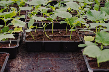 Tomato seedings is growing in plastic pots. Green plants growing in a greenhouse