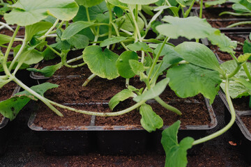Cucumber is growing in plastic pots. Green plants growing in a greenhouse