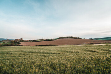 Fototapeta premium field of wheat and sky