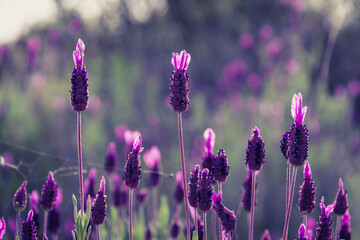 Lavender in wild flower. Aromatic plants. Selective focus. Copy space.