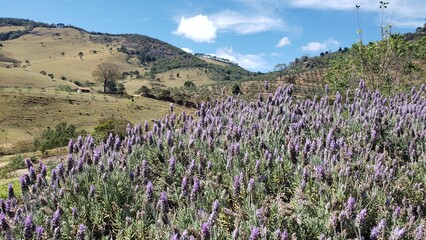 Mantiqueira mountains with lavender, brazil