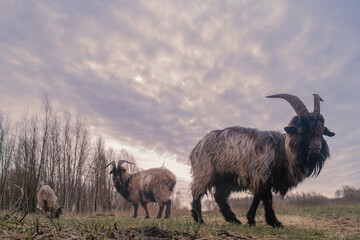 goats on the meadow