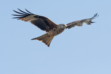 Red kite (Milvus milvus) closeup portrait. European raptor in flight, beautiful UK bird of prey. 