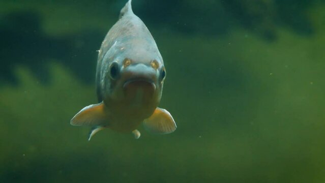 Prussian carp (Carassius gibelio), close-up fish underwater, swimming slowly in the cold water