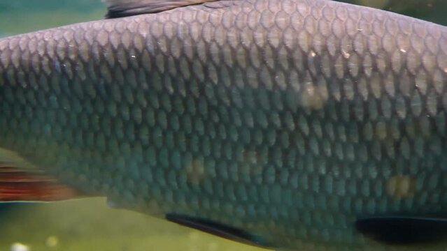 Ide (Leuciscus idus), close-up underwater, fish swimming slowly in the cold water with various other cyprinids in the background