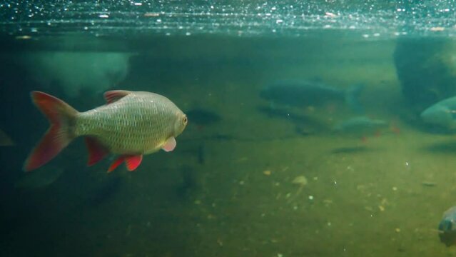 Common rudd (Scardinius erythrophthalmus) swimming slowly in the cold water with other fish