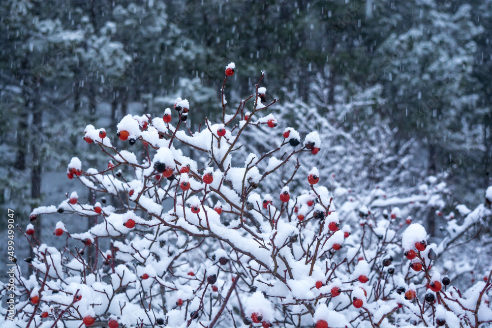 Wall mural Forest in the snow